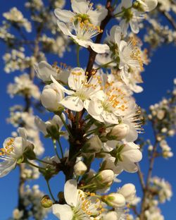 Close-up of apple blossoms in spring