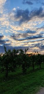 Trees on field against sky during sunset