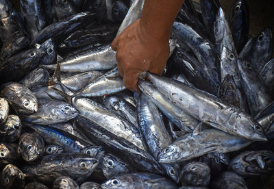 High angle view of fish for sale at market