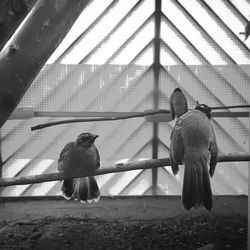 Two birds perching in cage at zoo