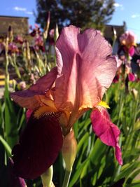 Close-up of day lily blooming outdoors