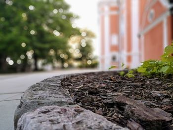 Close-up of leaf on tree