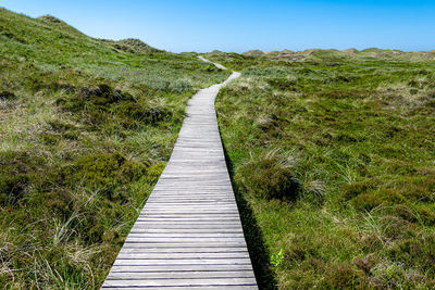 Boardwalk amidst plants on land