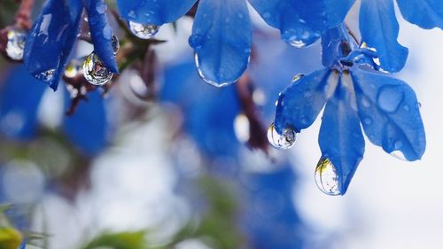 Close-up of raindrops on purple flowers