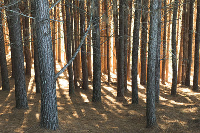Pine trees in forest