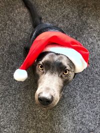 High angle view of dog wearing camera