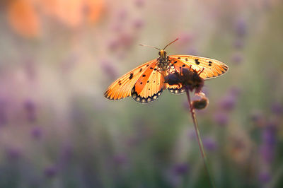 Close-up of butterfly pollinating on flower