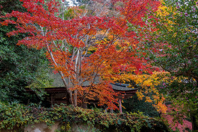 Autumn tree in forest