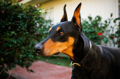 Close-up of doberman pinscher at back yard