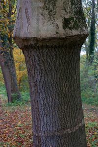 Close-up of tree trunk in forest