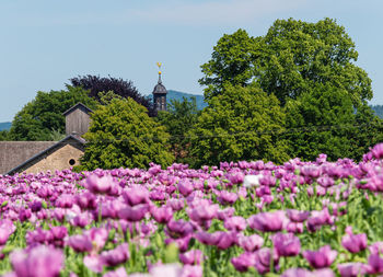 Purple flowering plants in park