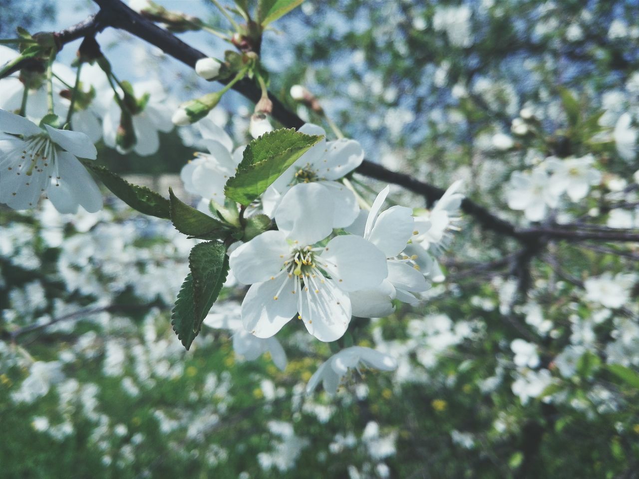 flower, freshness, growth, fragility, tree, branch, beauty in nature, focus on foreground, nature, close-up, petal, white color, cherry blossom, blossom, blooming, in bloom, flower head, cherry tree, springtime, twig
