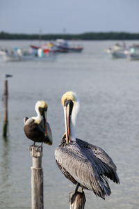 Birds perching on wooden post