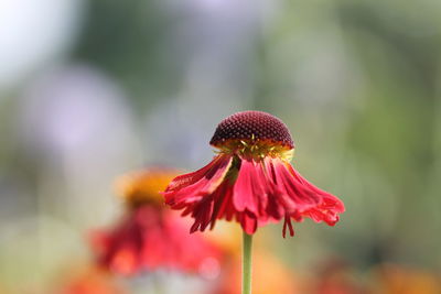 Close-up of red flower