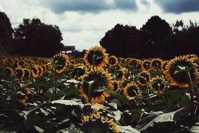 Close-up of sunflower in field