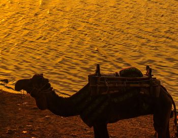 Rear view of man in desert during sunset