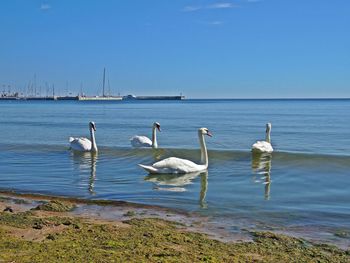 View of swans in calm sea against sky,  the flock of geese in the baltic sea