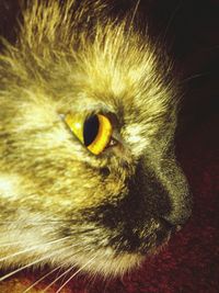 one animal