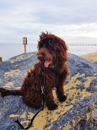 Dog on beach against sky