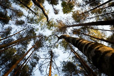 Low angle view of tree