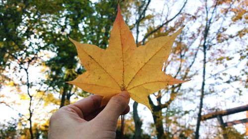 Close-up of hand holding maple leaves