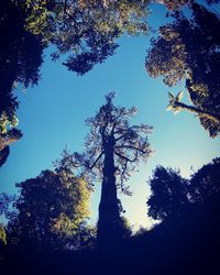 Low angle view of silhouette trees against blue sky
