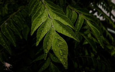 Leaf and rain drops