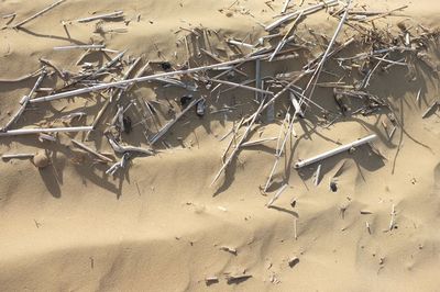 High angle view of fish on sand