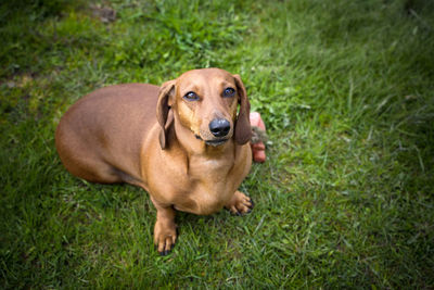 Portrait of dog on grass