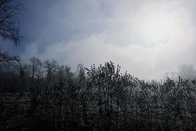 Plants growing on land against sky