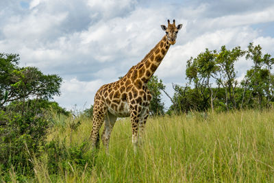 Giraffe in a field