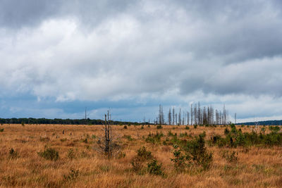 Scenic view of field against sky