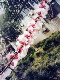 Close-up of white flowers blooming on tree