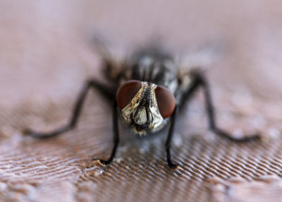 Close-up of spider