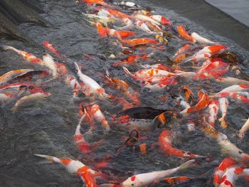 High angle view of koi carps swimming in lake