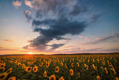 Scenic view of sunflower field against sky during sunset