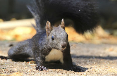 Close-up of black squirrel perching on ground looking at camera
