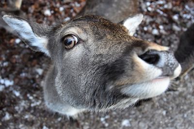 Close-up portrait of a rabbit on field