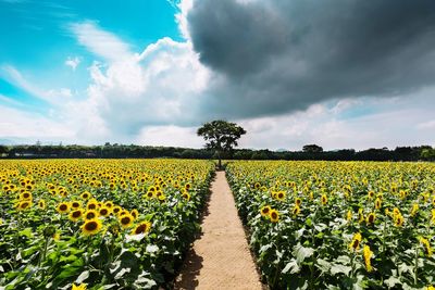 Scenic view of oilseed rape field against sky