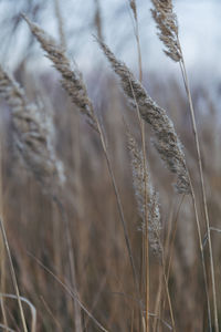 Close-up of stalks in field