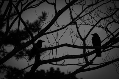 Silhouette of birds perching on bare tree