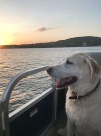 Dog looking at sea against sky during sunset