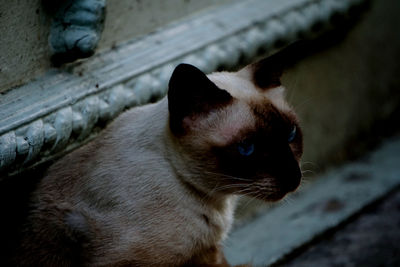 Close-up of siamese cat looking away