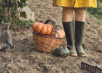 Low section of man standing by pumpkins on field