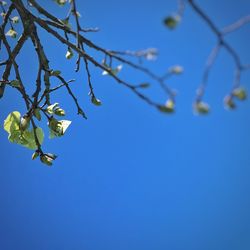Low angle view of tree against clear blue sky