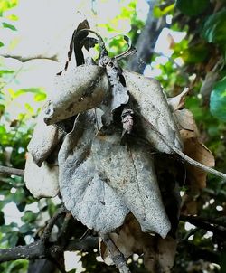 Close-up of butterfly on plant