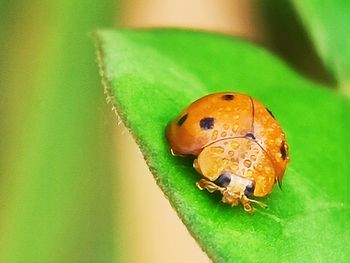 Close-up of ladybug on leaf