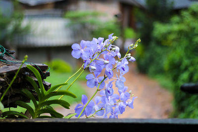 Close-up of purple flowering plant