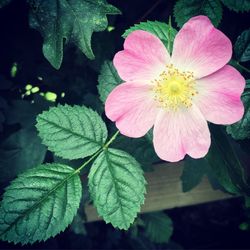 Close-up of pink flower blooming outdoors