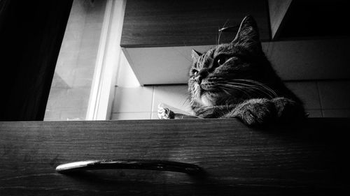 Cat looking away at home